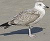 1cy argentatus in August, ringed in Finland. (93512 bytes)