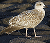 1cy argentatus in August, ringed in Finland. (93512 bytes)