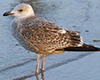 Herring Gull