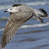 Herring Gull