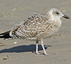 2cy argentatus in November. (81321 bytes)