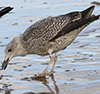 2cy argentatus in November. (81321 bytes)