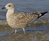 2cy argentatus in November. (81321 bytes)