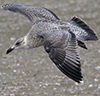 1cy argentatus in August, ringed in Finland. (93512 bytes)
