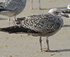 1cy argentatus in August, ringed in Finland. (93512 bytes)