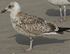 2cy argentatus in November. (81321 bytes)
