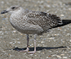 1cy argentatus in August, ringed in Finland. (93512 bytes)