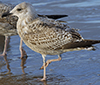 2cy argentatus in November. (81321 bytes)