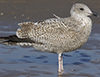 2cy argentatus in November. (81321 bytes)