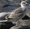 1cy argentatus in August, ringed in Finland. (93512 bytes)