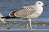 2cy argentatus in November. (81321 bytes)