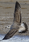 2cy argentatus in November. (81321 bytes)