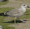 1cy argentatus in August, ringed in Finland. (93512 bytes)
