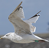 2cy argenteus in April, ringed in the Netherlands. (75958 bytes)