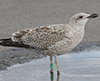1cy argentatus in August, ringed in Finland. (93512 bytes)