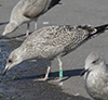 1cy argentatus in August, ringed in Finland. (93512 bytes)