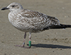 1cy argentatus in August, ringed in Finland. (93512 bytes)