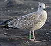1cy argentatus in August, ringed in Finland. (93512 bytes)