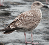1cy argenteus in August, ringed in Belgium. (90559 bytes)