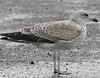 2cy argenteus in October, ringed in the Netherlands. (78696 bytes)