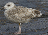 2cy argenteus in October, ringed in the Netherlands. (78696 bytes)
