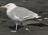 1cy argenteus in August, ringed in Belgium. (90559 bytes)