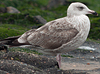 1cy argenteus in August, ringed in Belgium. (90559 bytes)