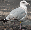 1cy argenteus in August, ringed in Belgium. (90559 bytes)