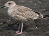 1cy argenteus in August, ringed in Belgium. (90559 bytes)