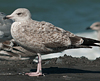 1cy argenteus in November, ringed in Belgium. (25637 bytes)