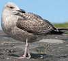 1cy argenteus in August, ringed in Belgium. (90559 bytes)