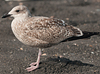 1cy argenteus in August, ringed in Belgium. (90559 bytes)