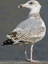 Herring Gull