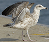 Herring Gull