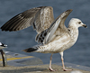 Herring Gull