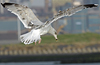 Herring Gull