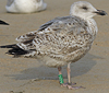 2cy argenteus in October, ringed in the Netherlands. (78696 bytes)