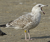 2cy argenteus in October, ringed in the Netherlands. (78696 bytes)