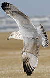 2cy argentatus in February, ringed in Norway. (75189 bytes)