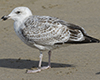 2cy argentatus in February, ringed in Norway. (75189 bytes)