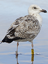 2cy argentatus in February, ringed in Norway. (75189 bytes)