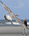 2cy argentatus in February, ringed in Norway. (75189 bytes)