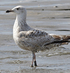 2cy argentatus in February, ringed in Norway. (75189 bytes)