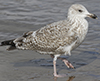 2cy argentatus in February, ringed in Norway. (75189 bytes)