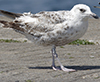 2cy argentatus in February, ringed in Norway. (75189 bytes)