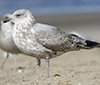 2cy argentatus in February, ringed in Norway. (75189 bytes)