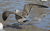 Herring Gull