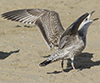 Herring Gull