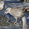 Herring Gull