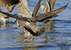 Herring Gull